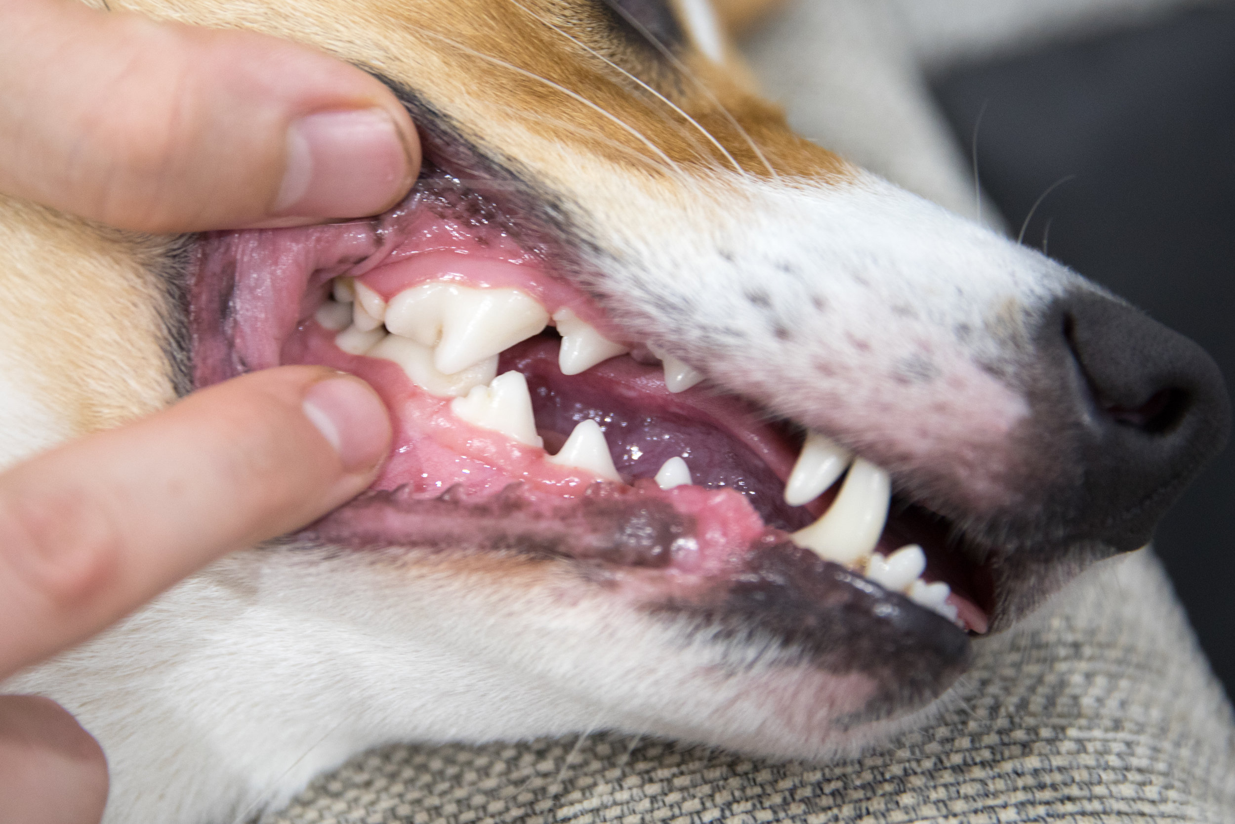 Dog Dental Disease