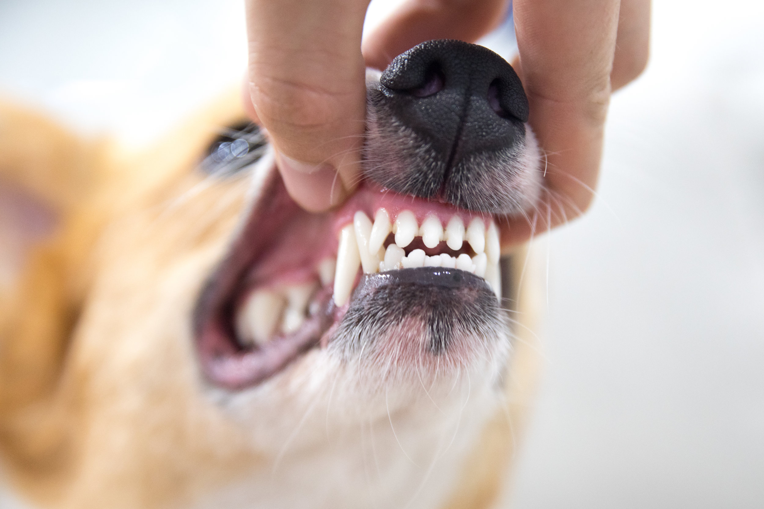Canine Periodontitis