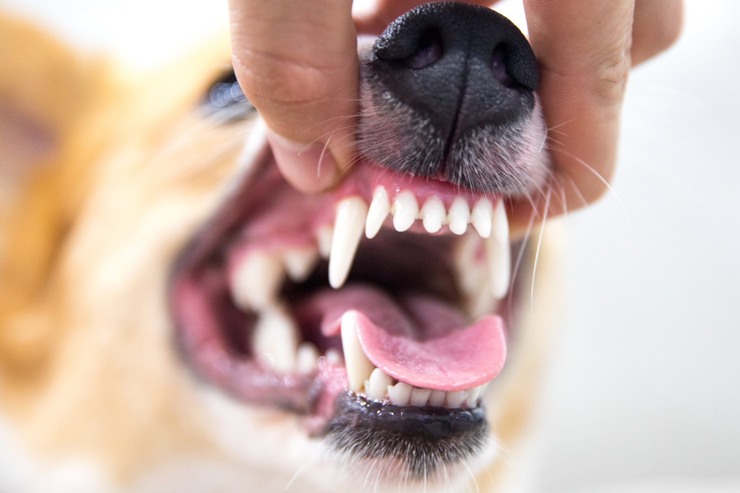 Canine Periodontitis.jpg
