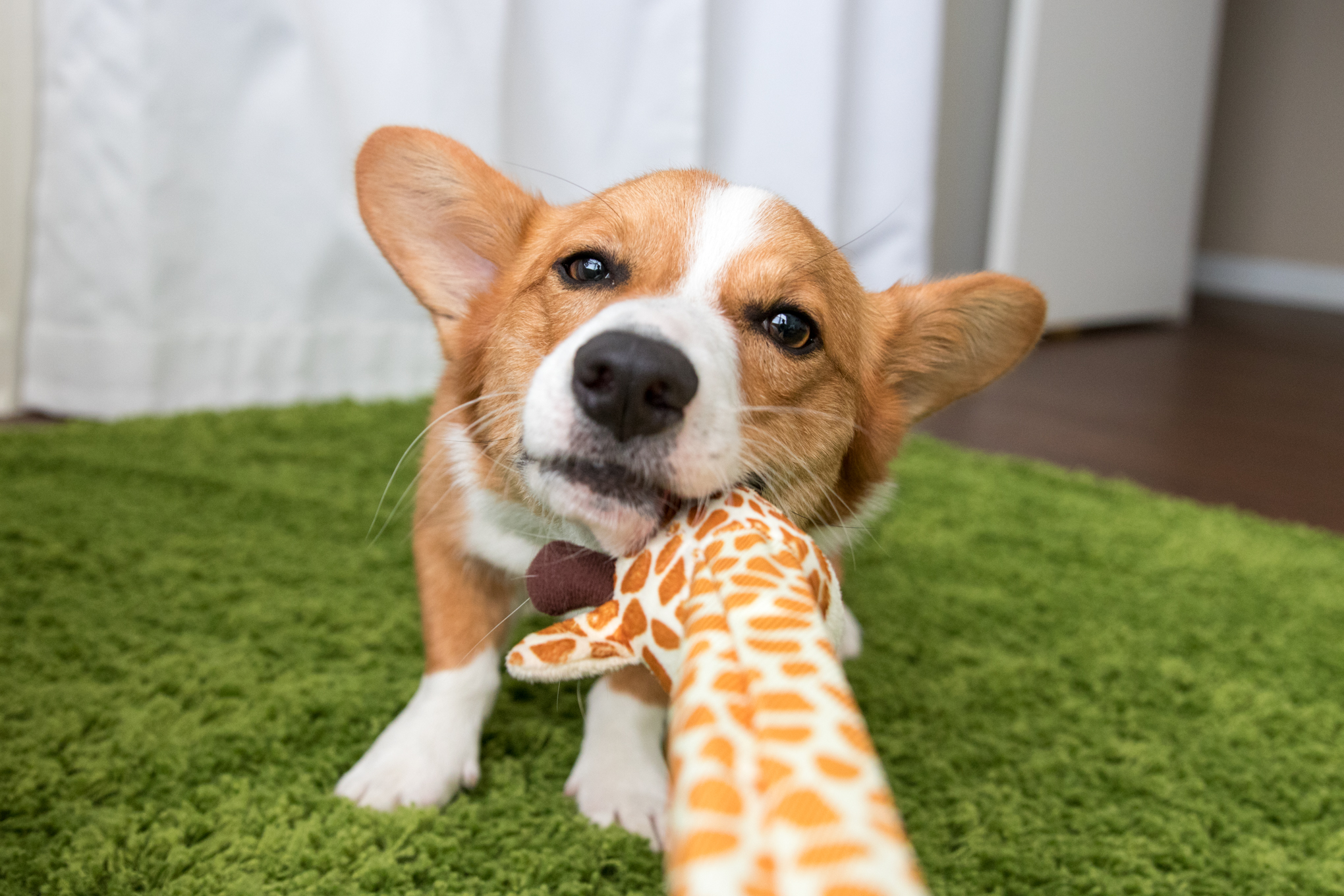 Amazon Dog products.jpg