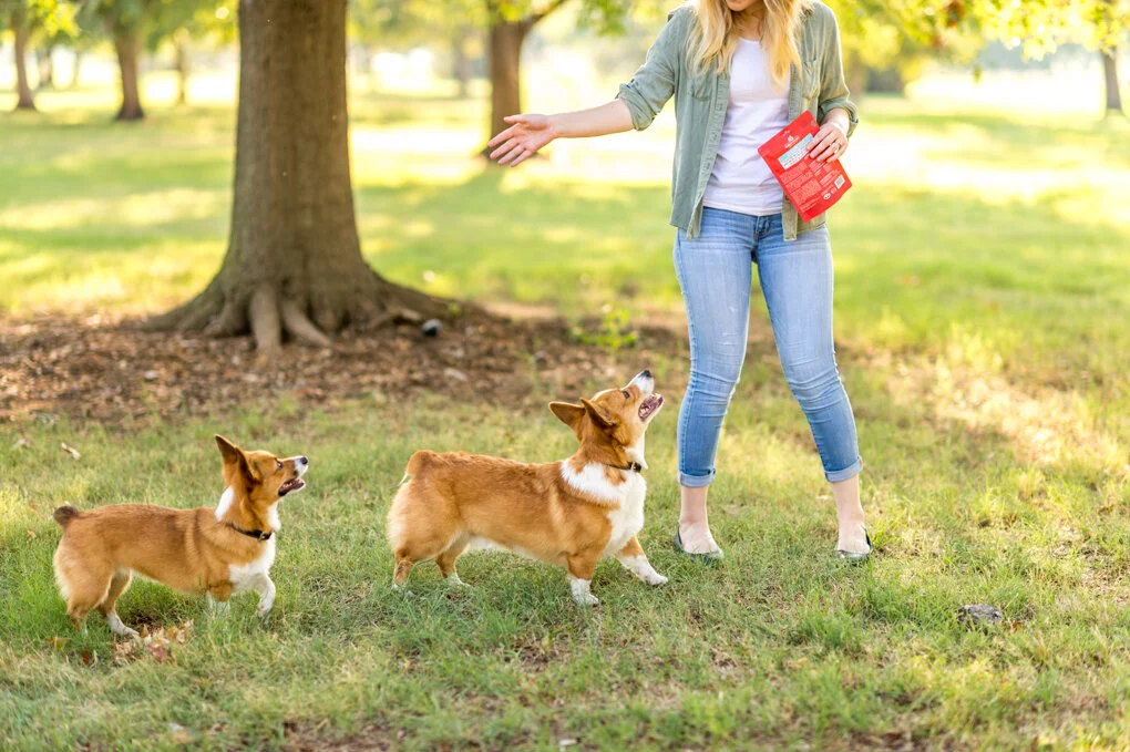 corgisinthepark.jpg