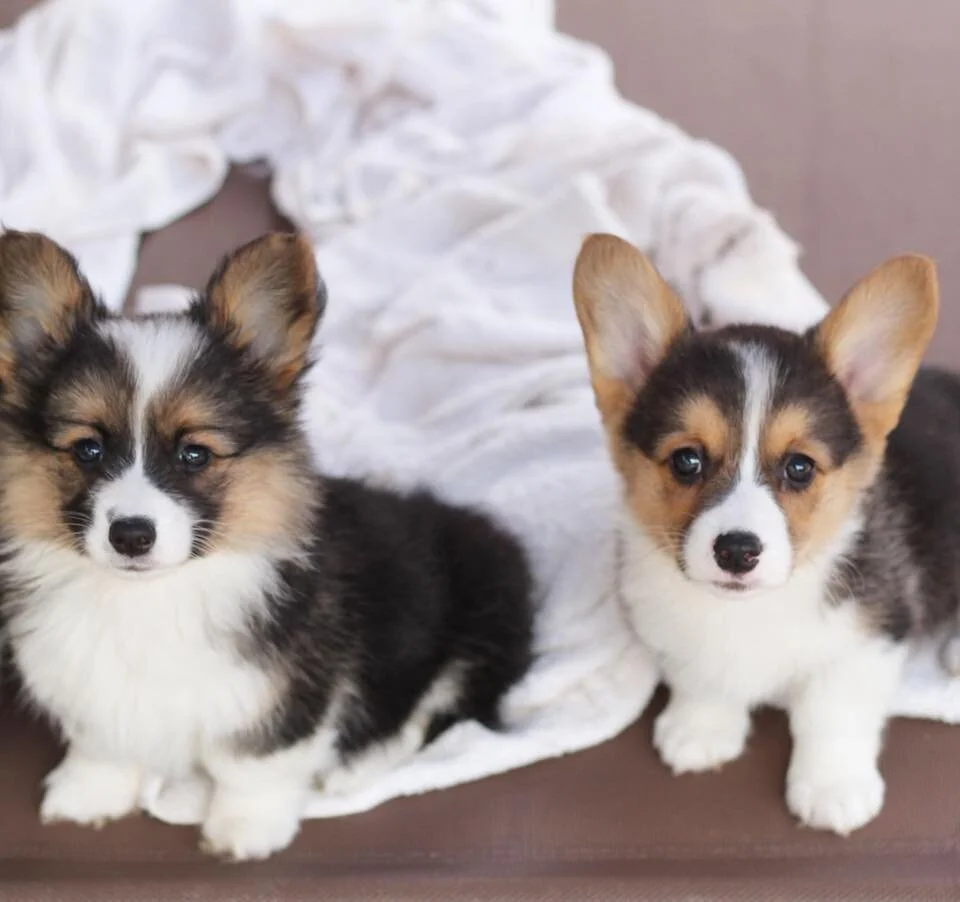 long hair corgi puppies