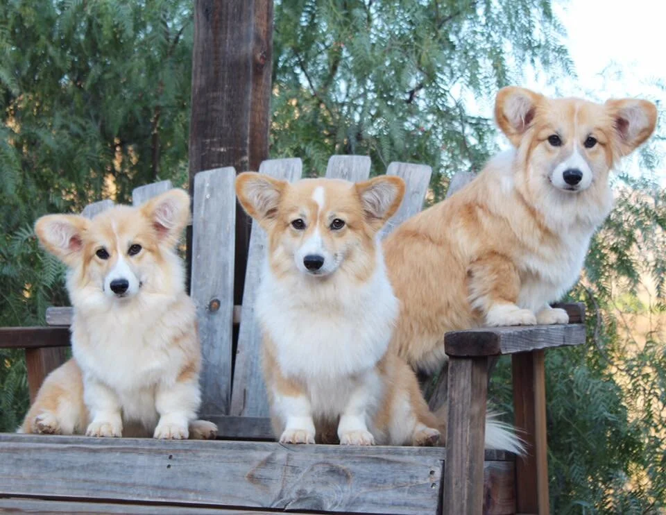 long hair corgi puppies