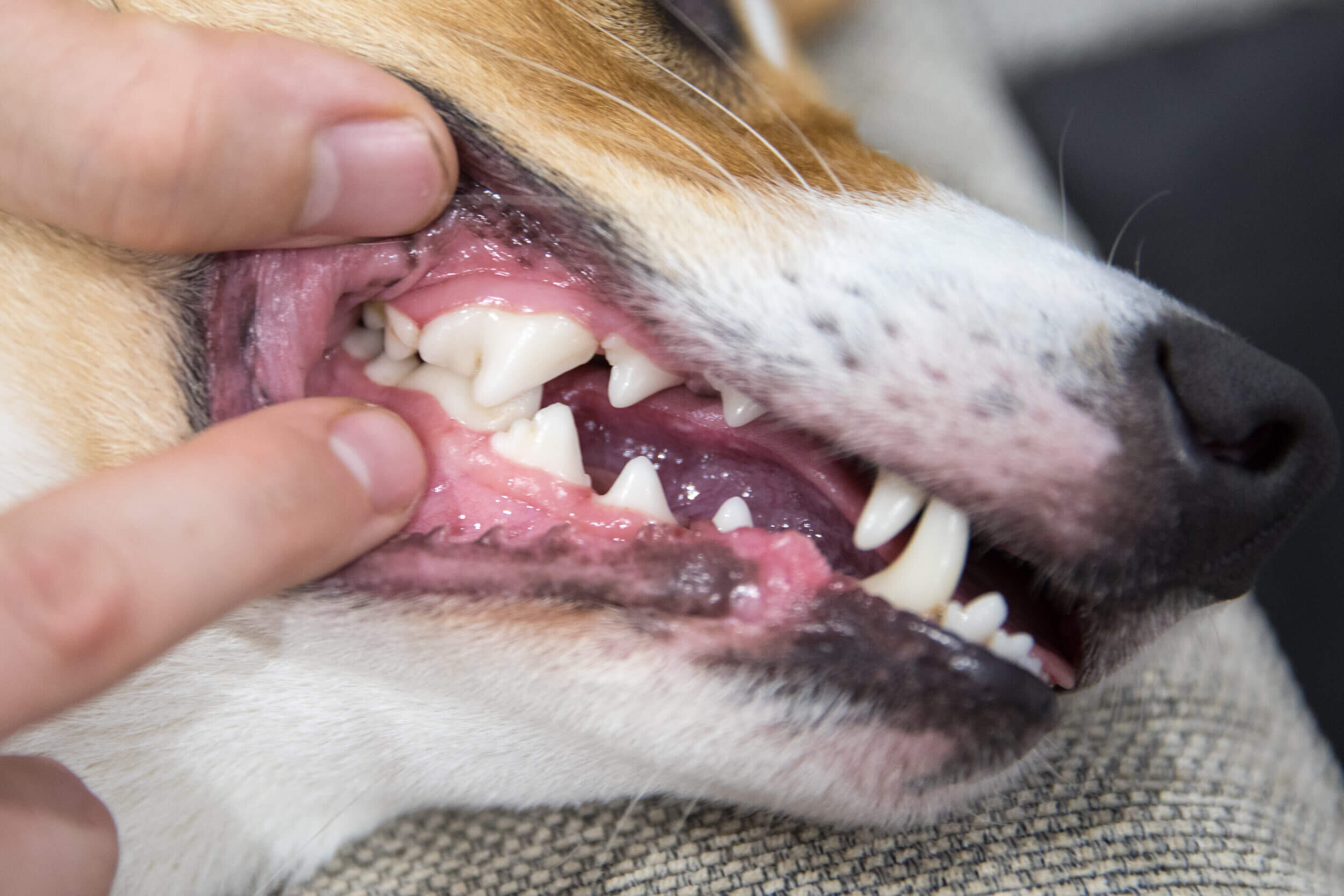 dog teeth healthy