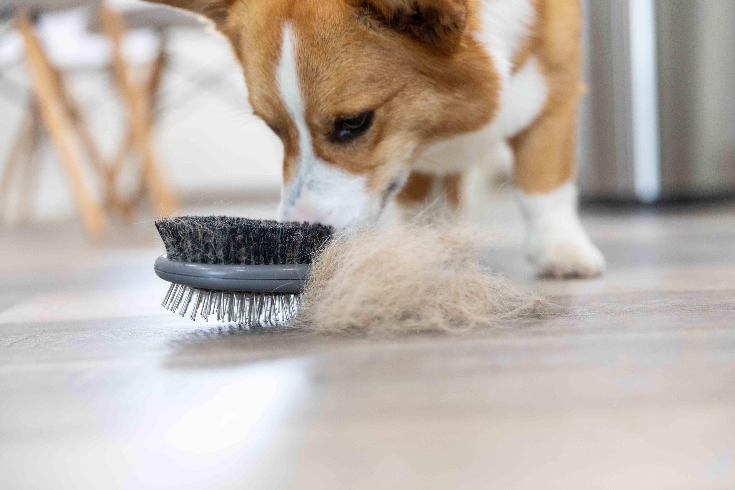 Control Dog Hair In House