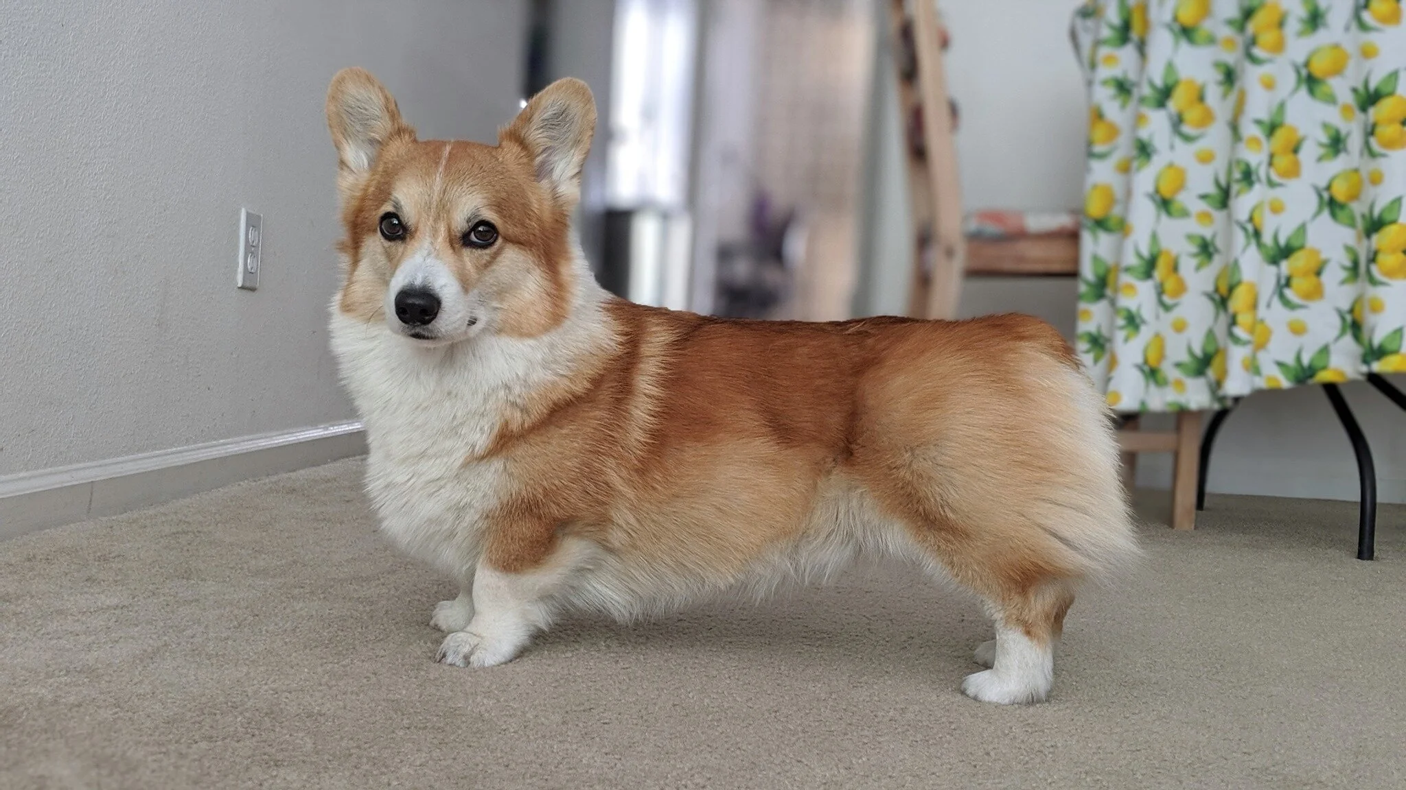 How Do I Tell If My Corgi Is Overweight Stumps And Rumps
