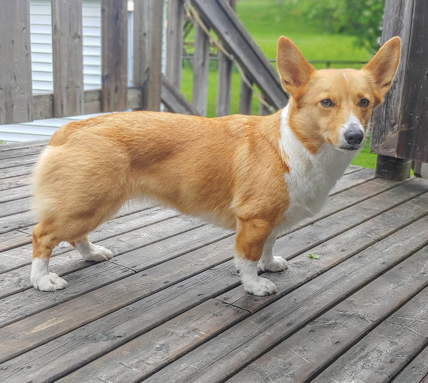 How Much Should A Corgi Weigh At 6 Months