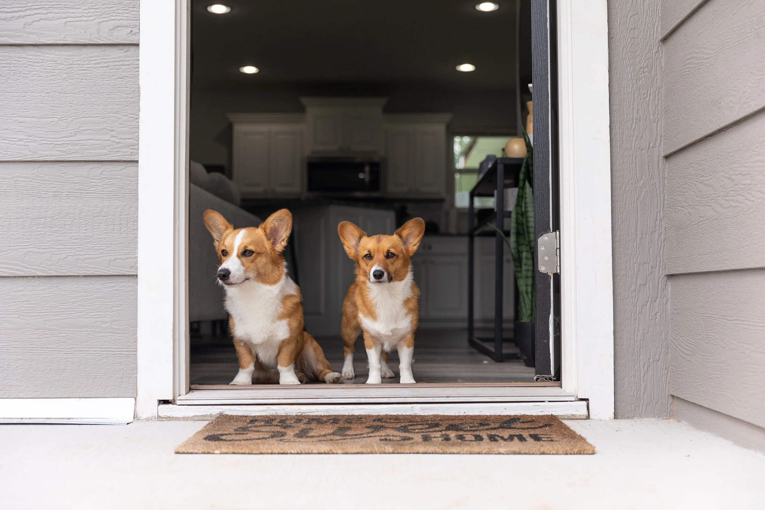 bringing home a second dog