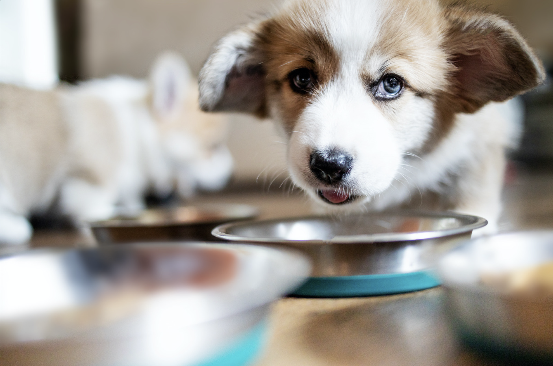 How Much Should I Feed My Puppy? — Stumps + Rumps