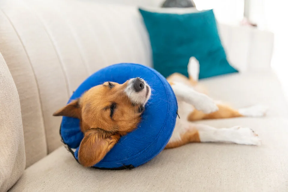 dog c section and spay