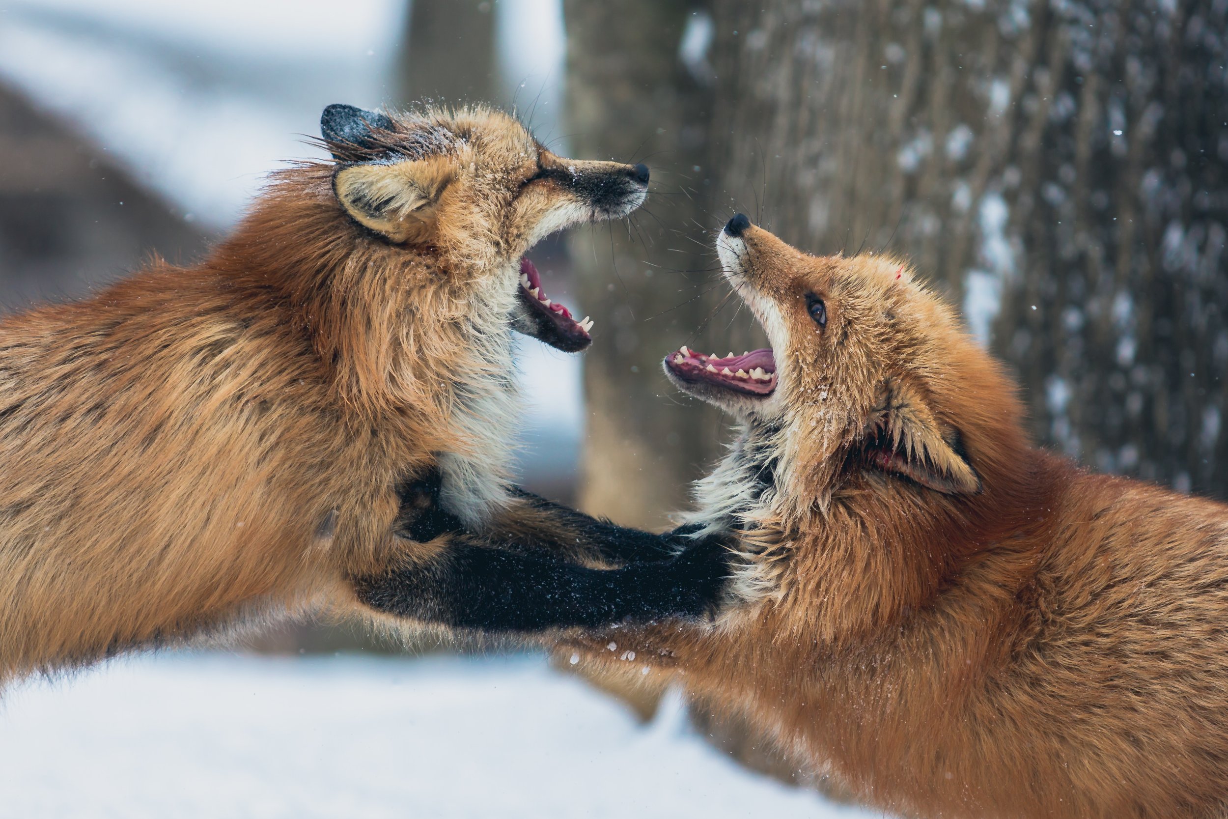 Two foxes playing.jpg
