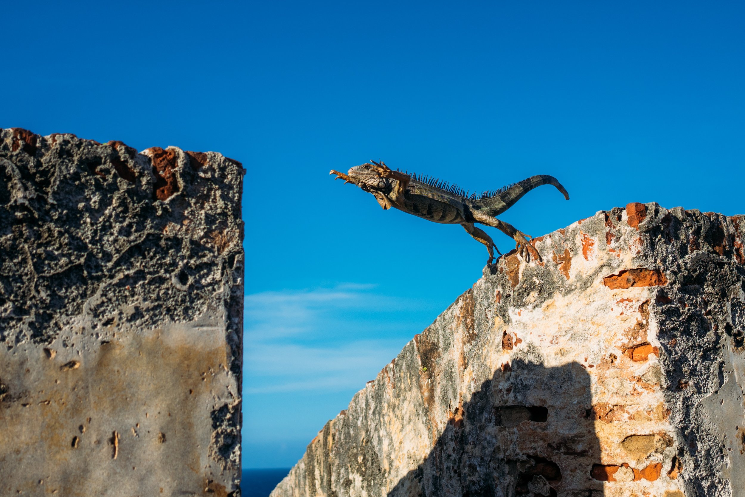 Leaping Lizard Iguana.jpg