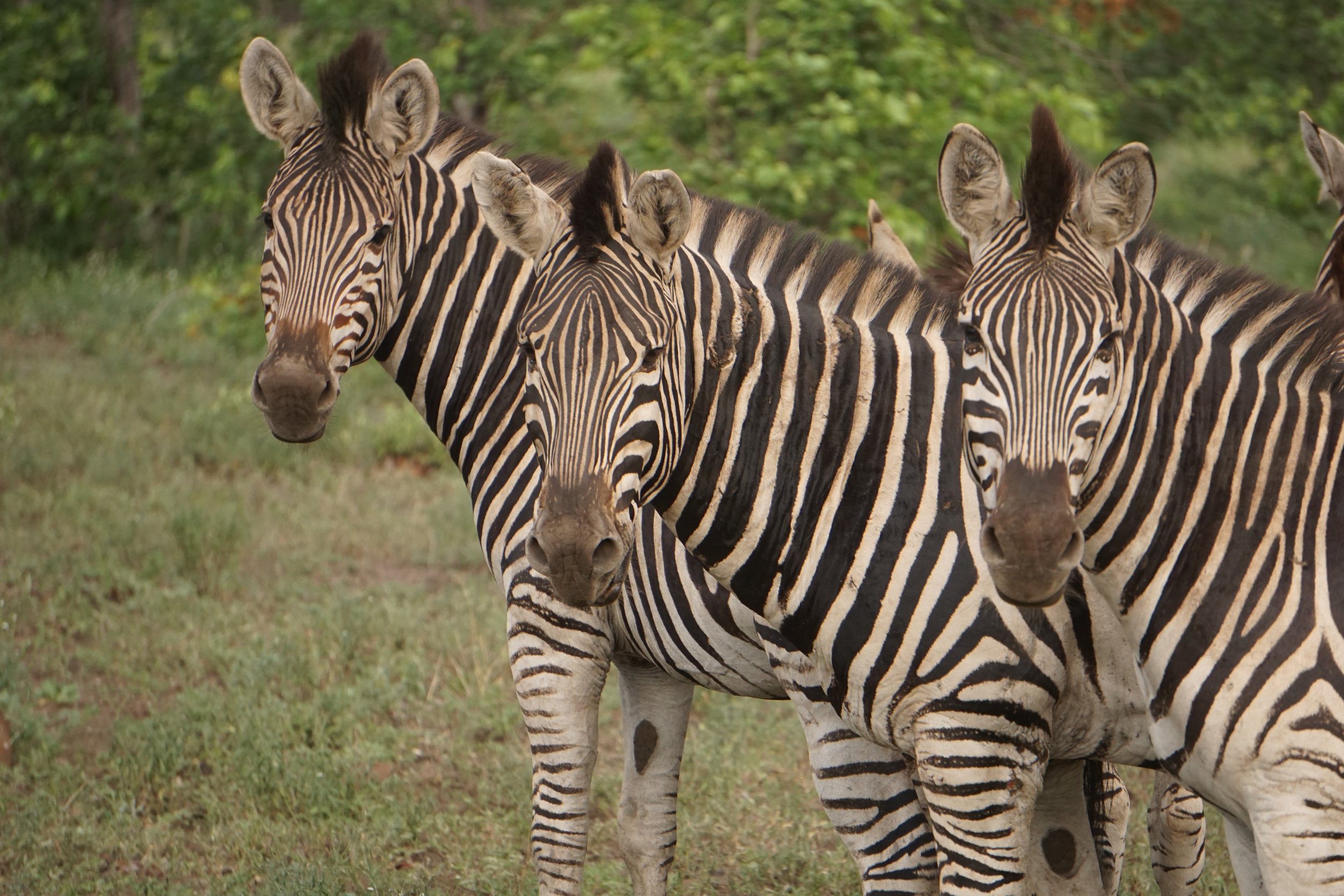 Three Zebras Teaching.jpg