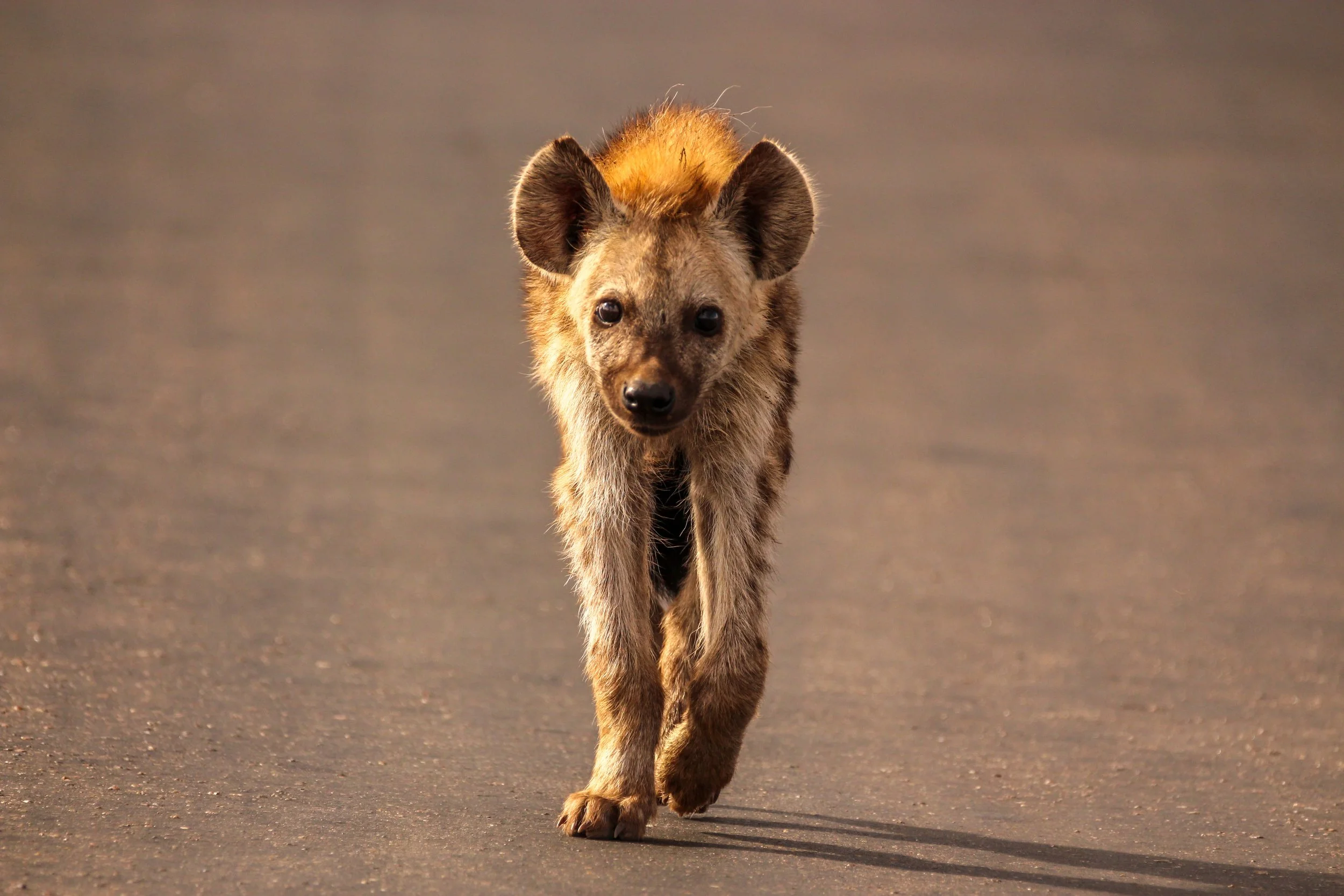 Shrink, a male spotted hyena in Tanzania, must read social cues and find acceptance within his clan.