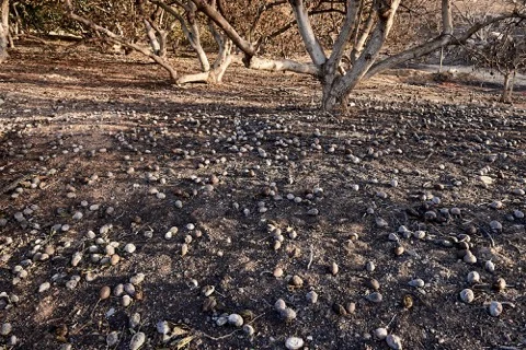 PCBT_03_ANDREW LAENEN PHOTOGRAPHY.jpeg