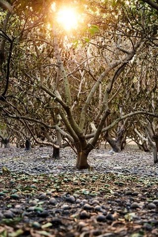 PCBT_09_ANDREW LAENEN PHOTOGRAPHY.jpeg