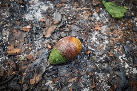 PCBT_12_ANDREW LAENEN PHOTOGRAPHY.jpeg