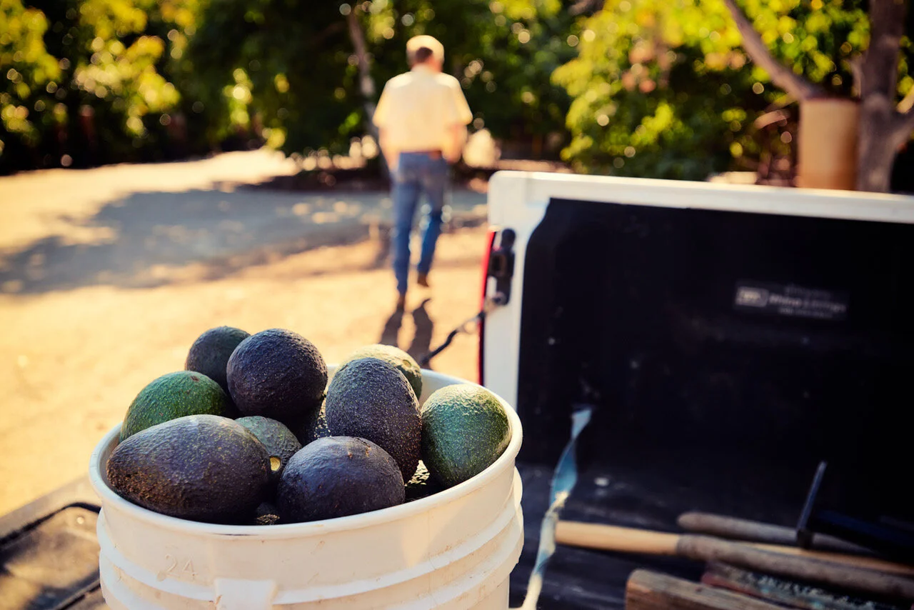 Box of 12 California Hass Avocados