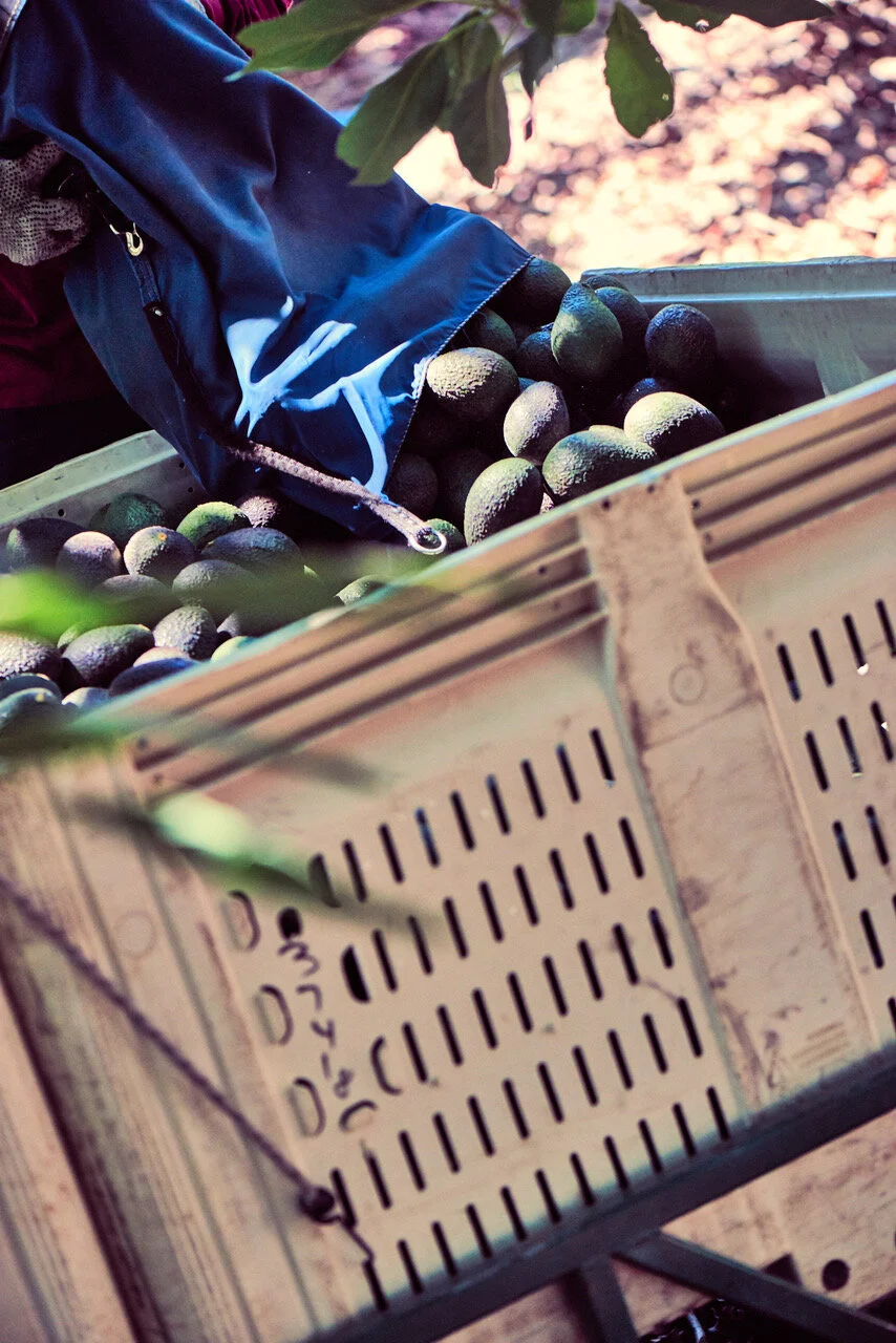 Biweekly Subscription