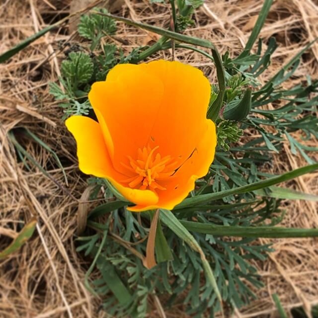 California poppies are starting to bloom! We hydroseeded the slopes around the tank for erosion control with a mix of native grasses and wildflowers and things are finally popping up. #californiapoppy #stateflower #hydroseeding #wildflowers #nativegr