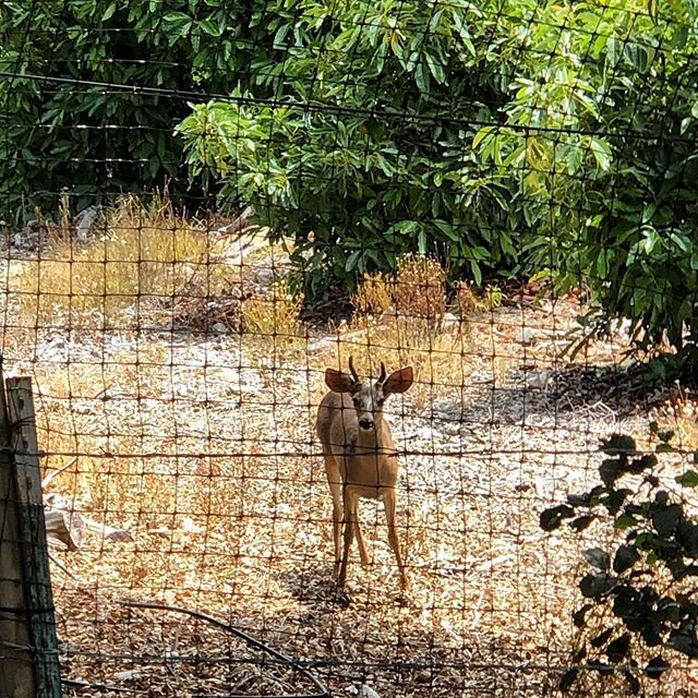 Deer on the right side of the fence!! They love to nibble on our baby trees and that can actually kill young trees. We fenced the ranch to keep these cute little killers out!  Good to see it&rsquo;s still working. #deerfriends #rightside #rightsideof