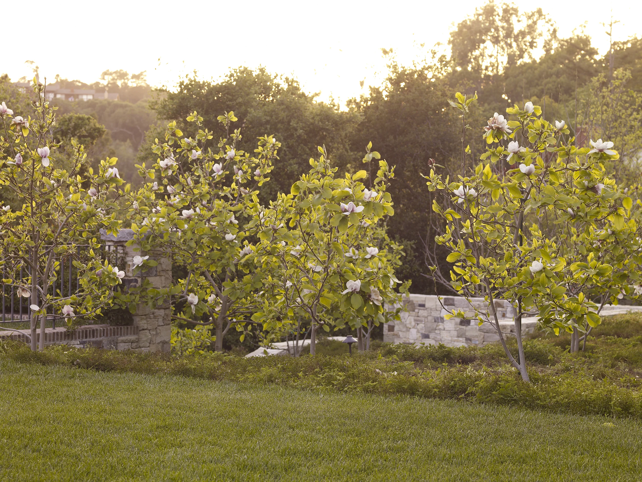16 Hillsborough_magnolias.jpg