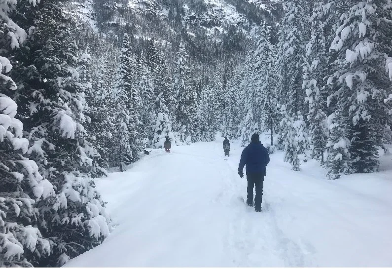 Christmas Tree Hunting in Hyalite