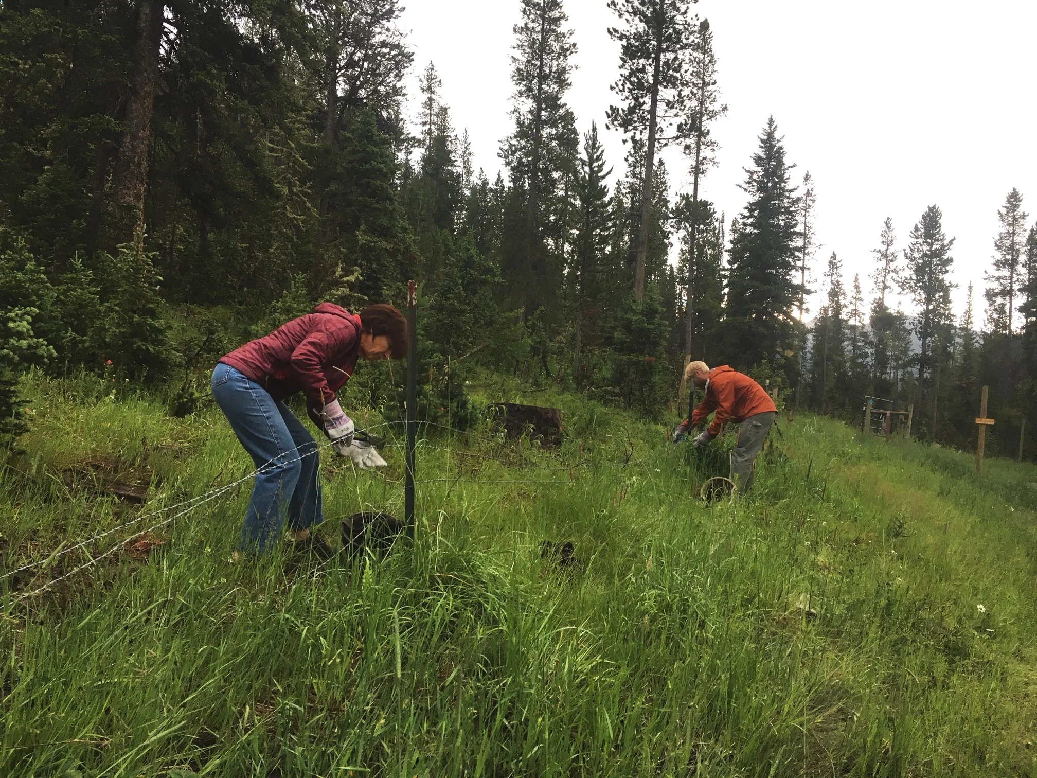 Volunteers fence pulling in Moser Creek in July.