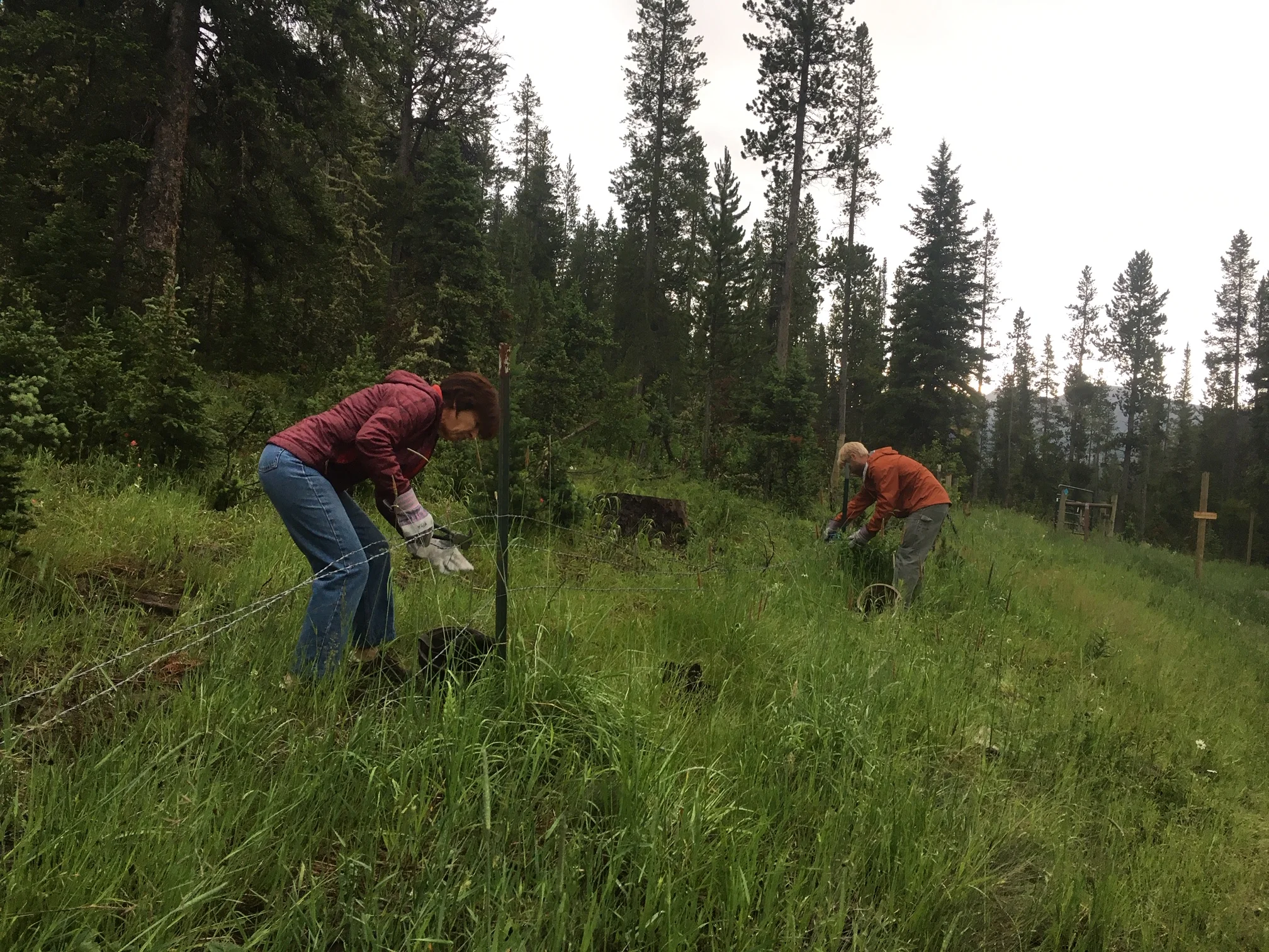 Fence Pulling in Moser Creek