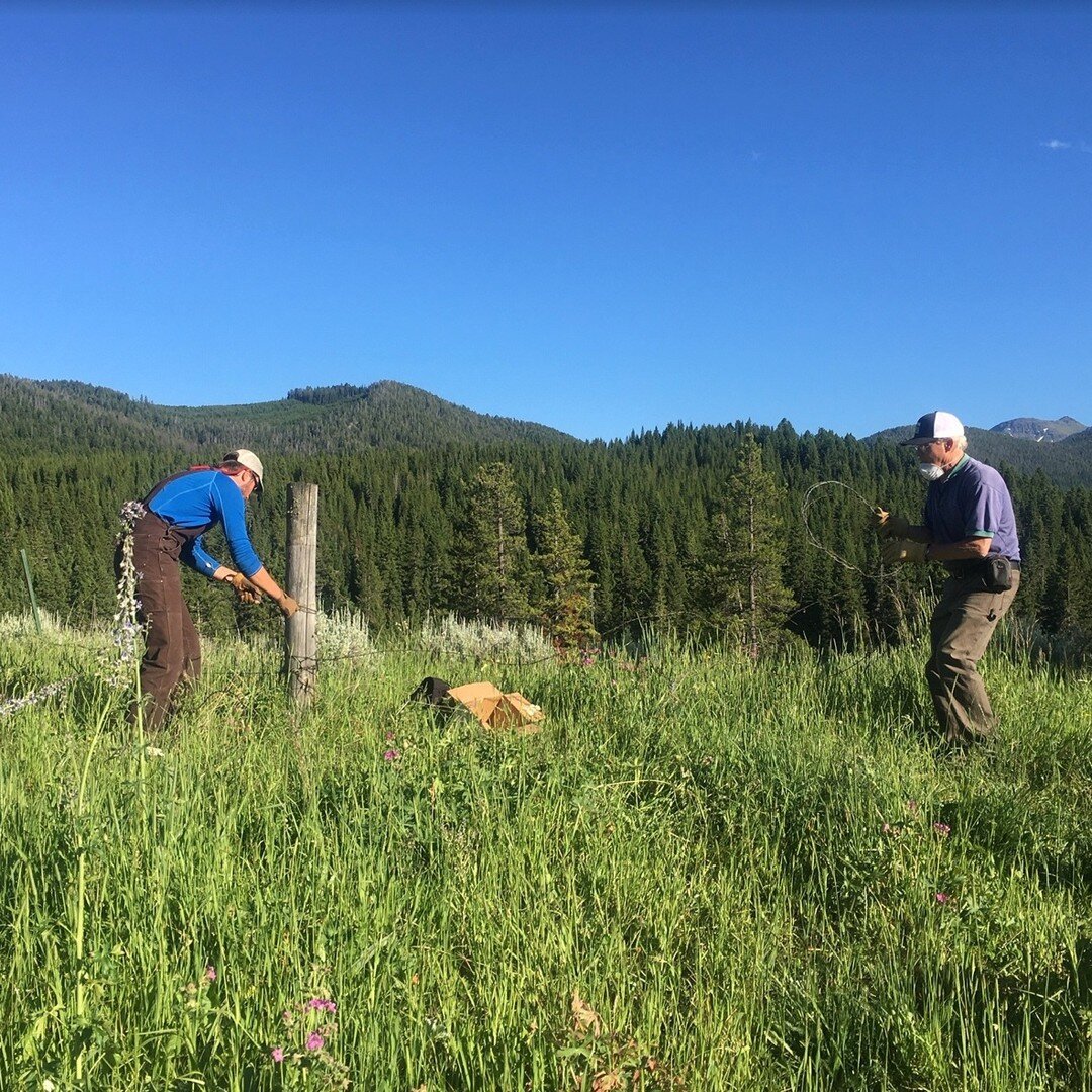 Need something to do this Wednesday in the beautiful outdoors? Friends of Hyalite is hosting a summer stewardship night pulling fence up Langhor Road. Meet at the Moser Trailhead at 6:00, we'll distribute gloves and duties, then travel up to the fenc