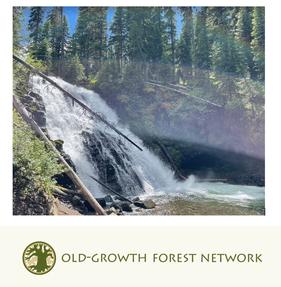 Hyalite’s Grotto Falls Trail Added to the Old-Growth Forest Network’s Community Forest Program