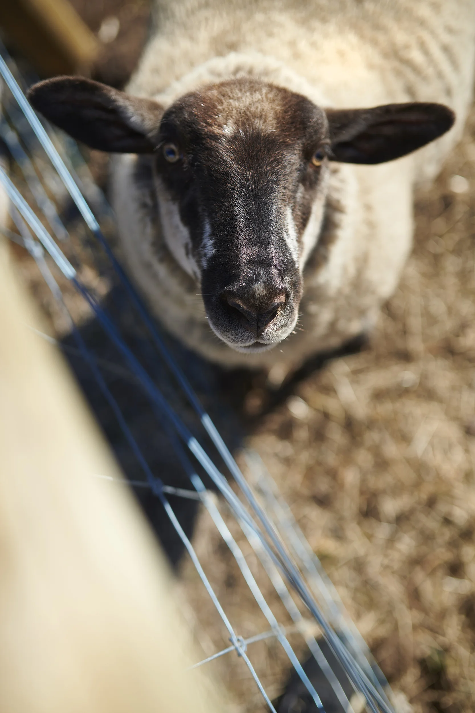 20190402_5ACRES_Animals_003_LR.jpg