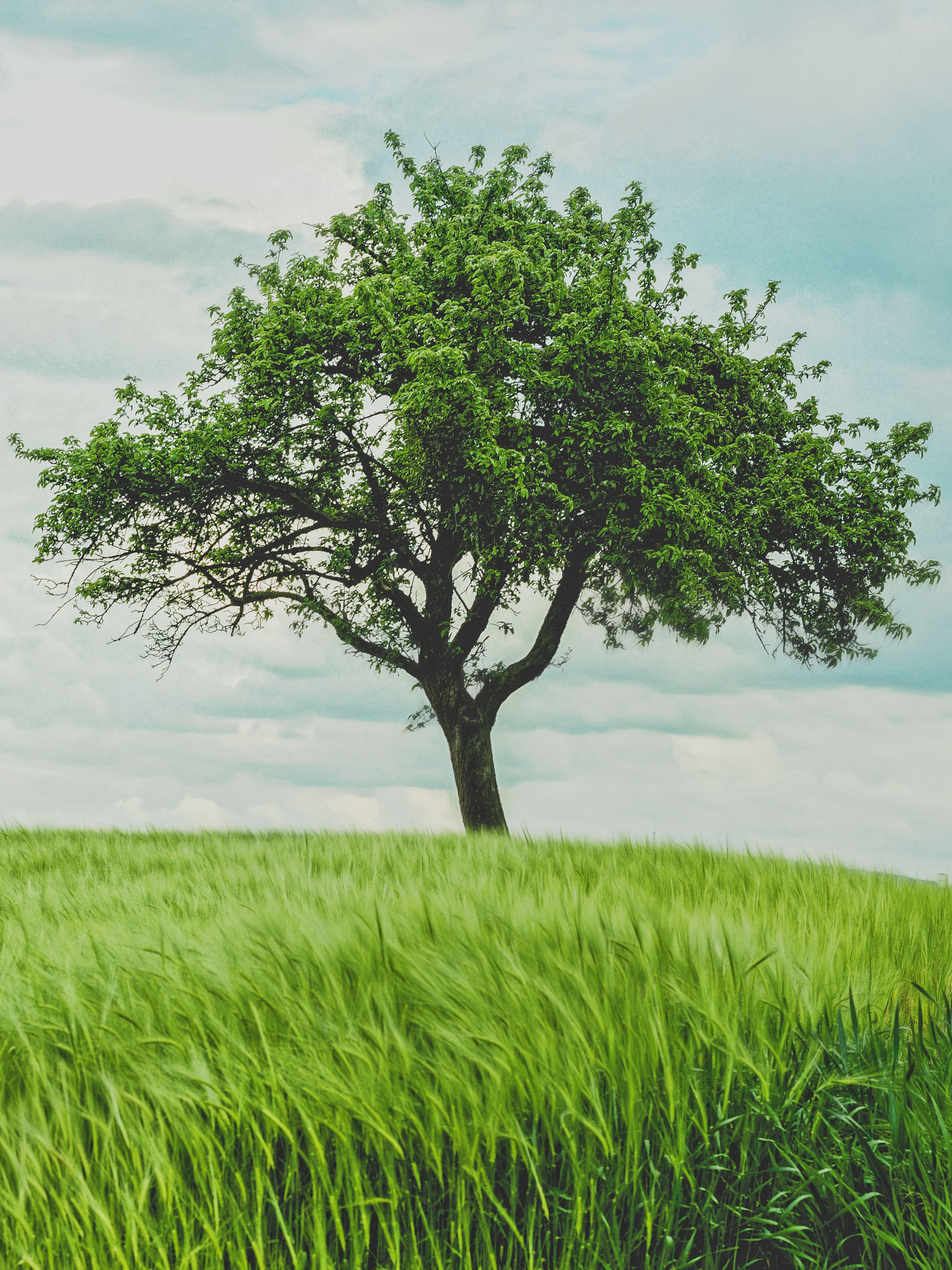 Tree.jpg