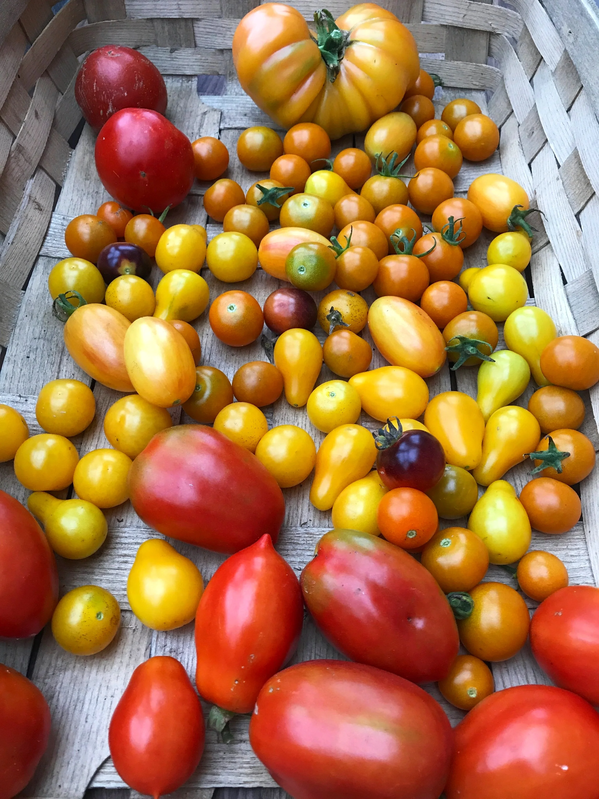 Tomatoes.JPG