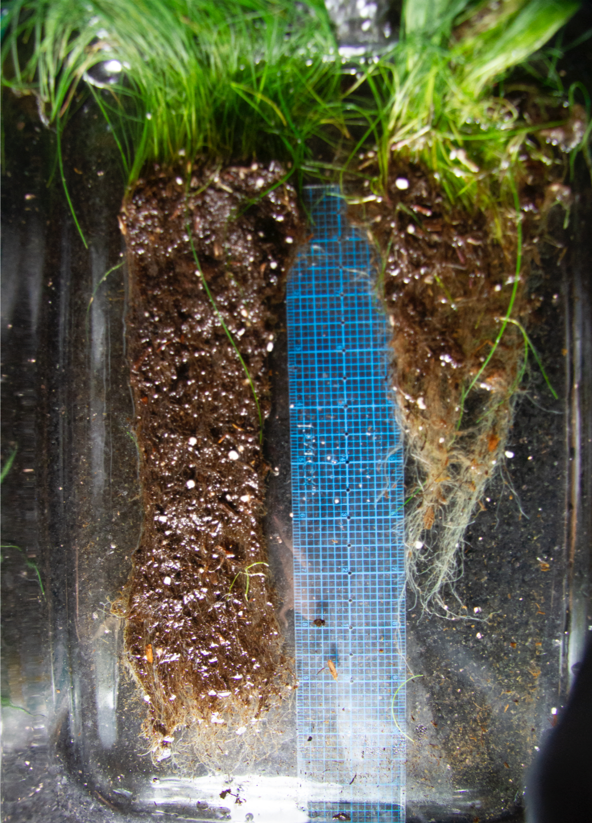 Grass Comparison Image.jpg
