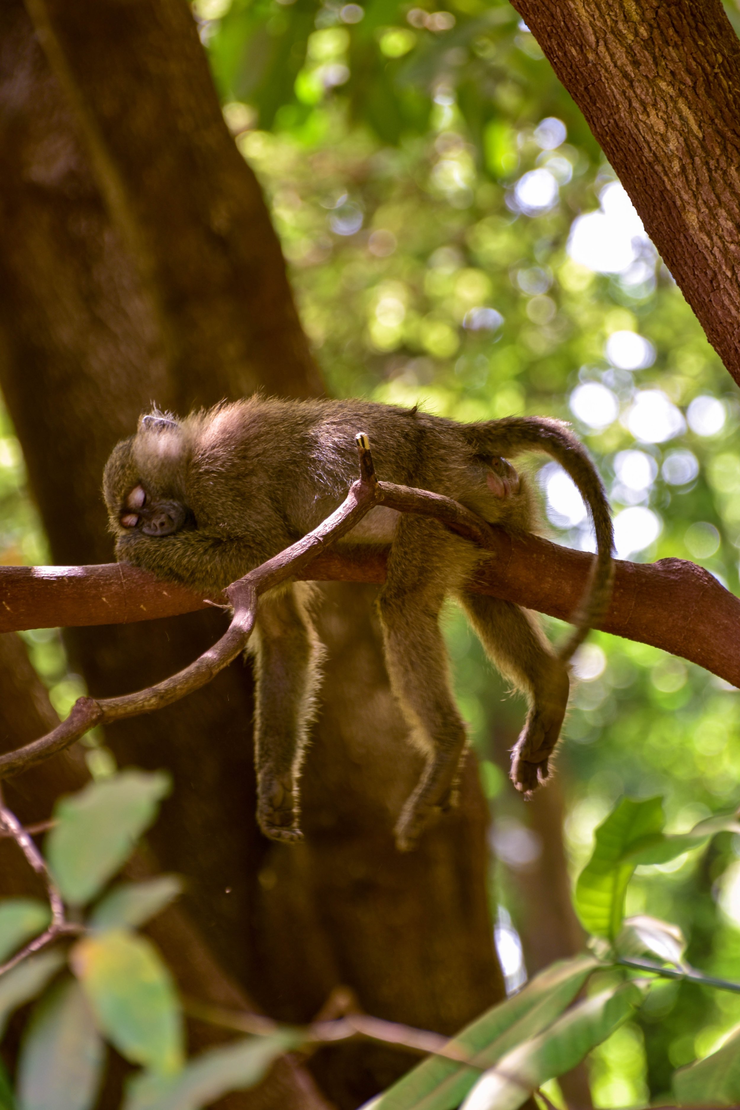 animal-animal-photography-ape-1636016.jpg