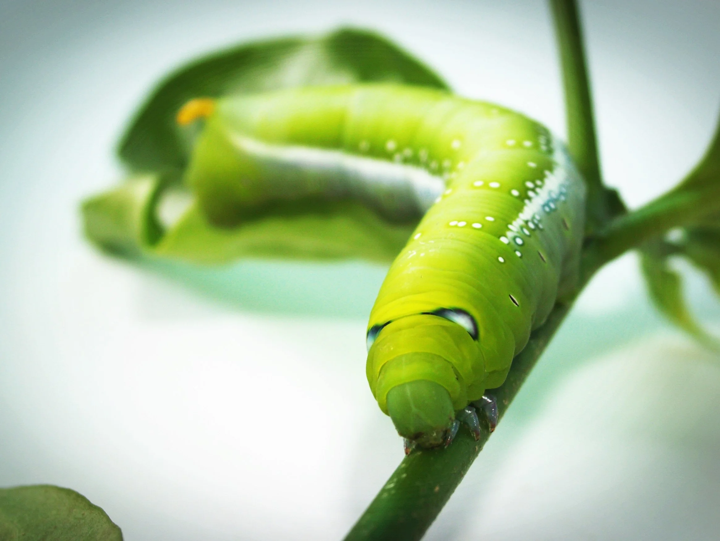 animal-attractive-background-173086.jpg