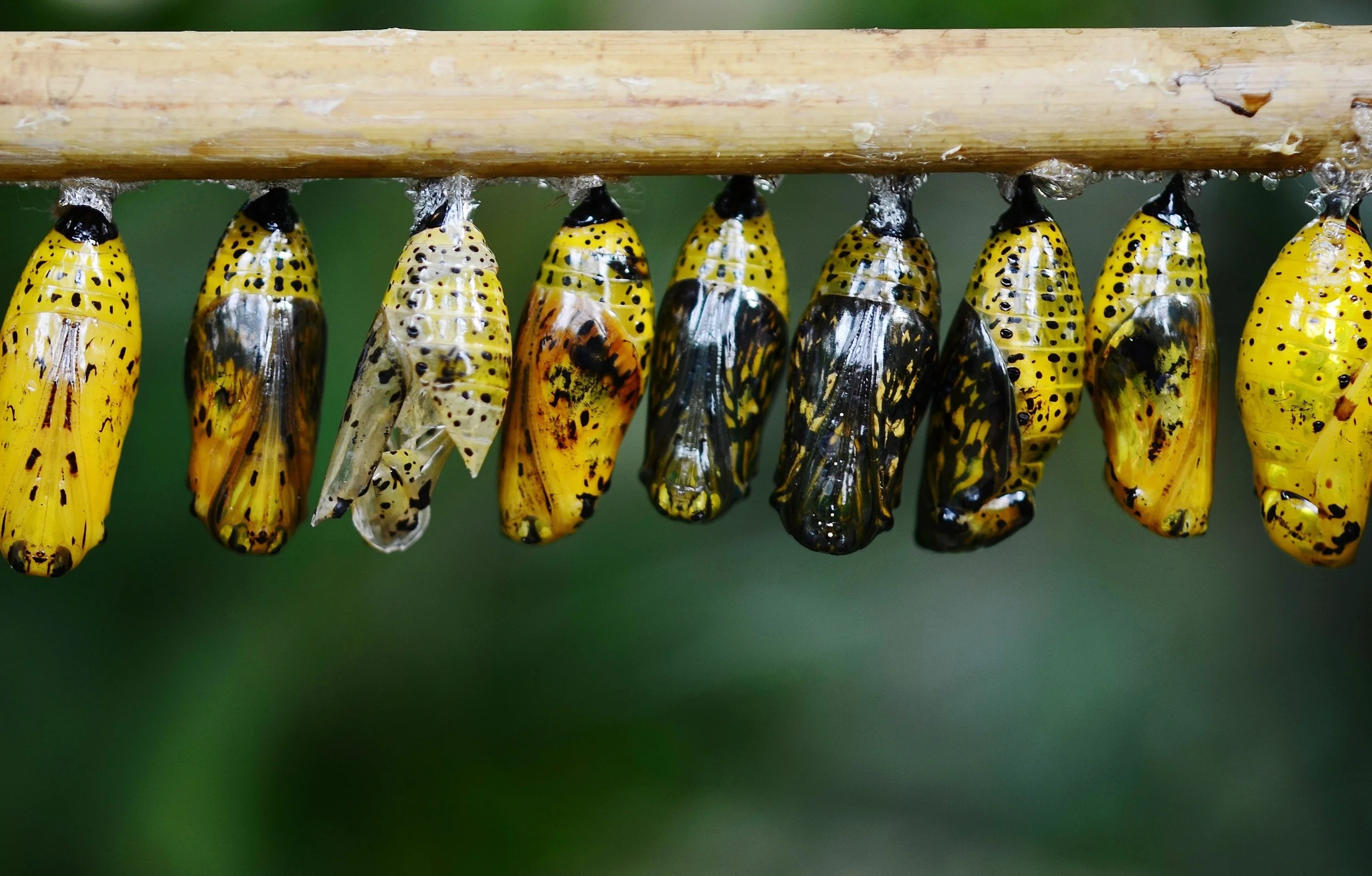 animal-blur-butterfly-39862.jpg