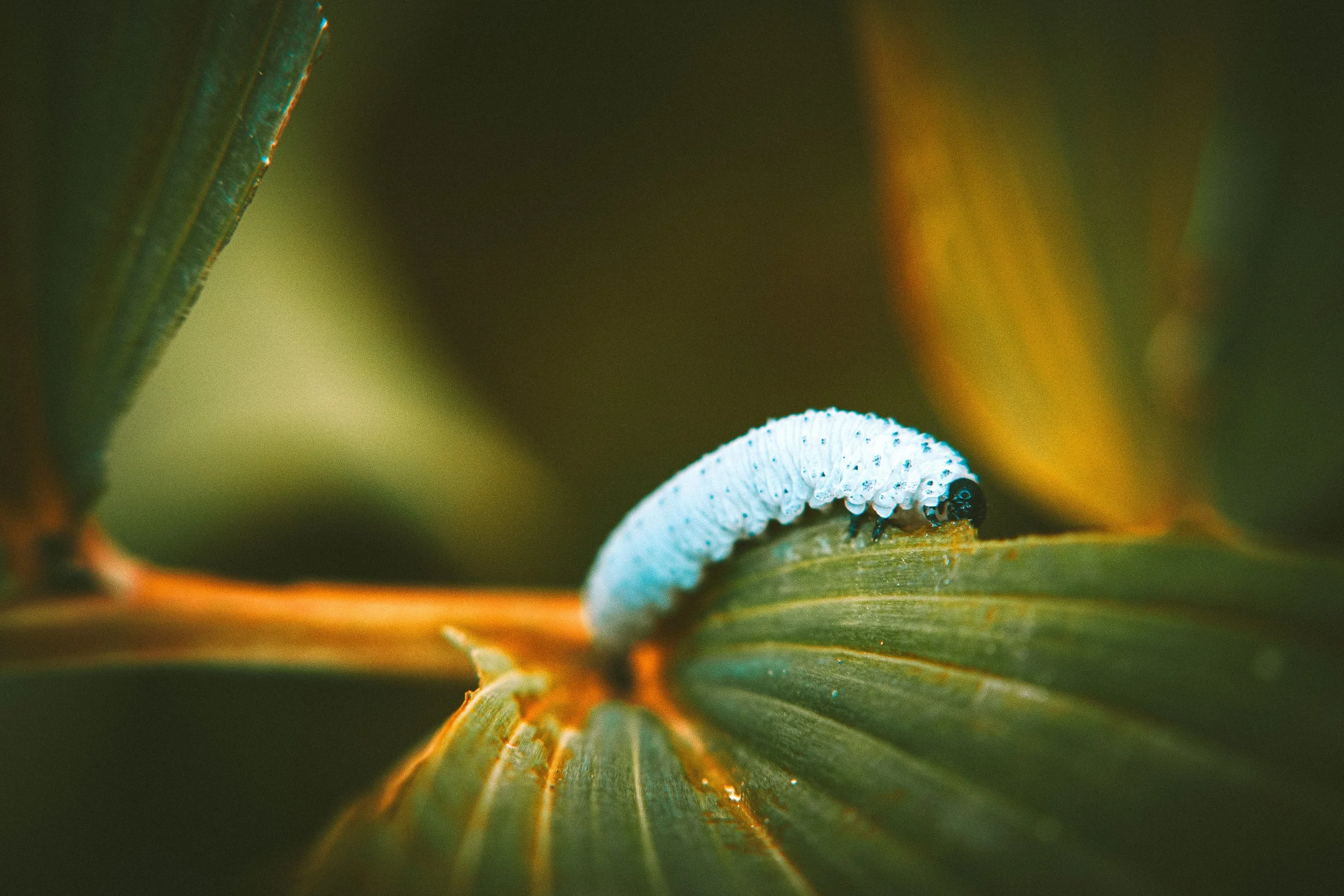 bug-caterpillar-close-up-2608452.jpg