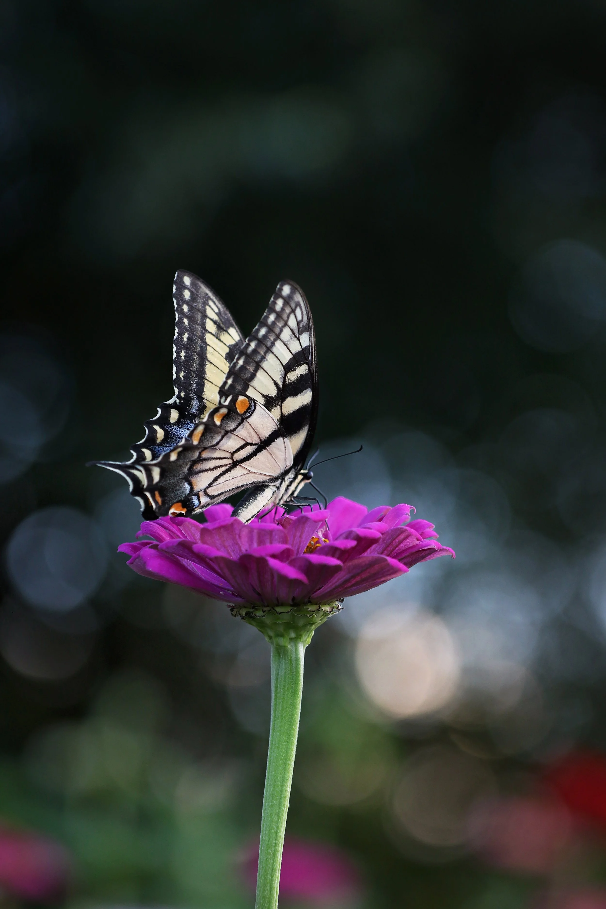 animal-blur-bright-1067202.jpg
