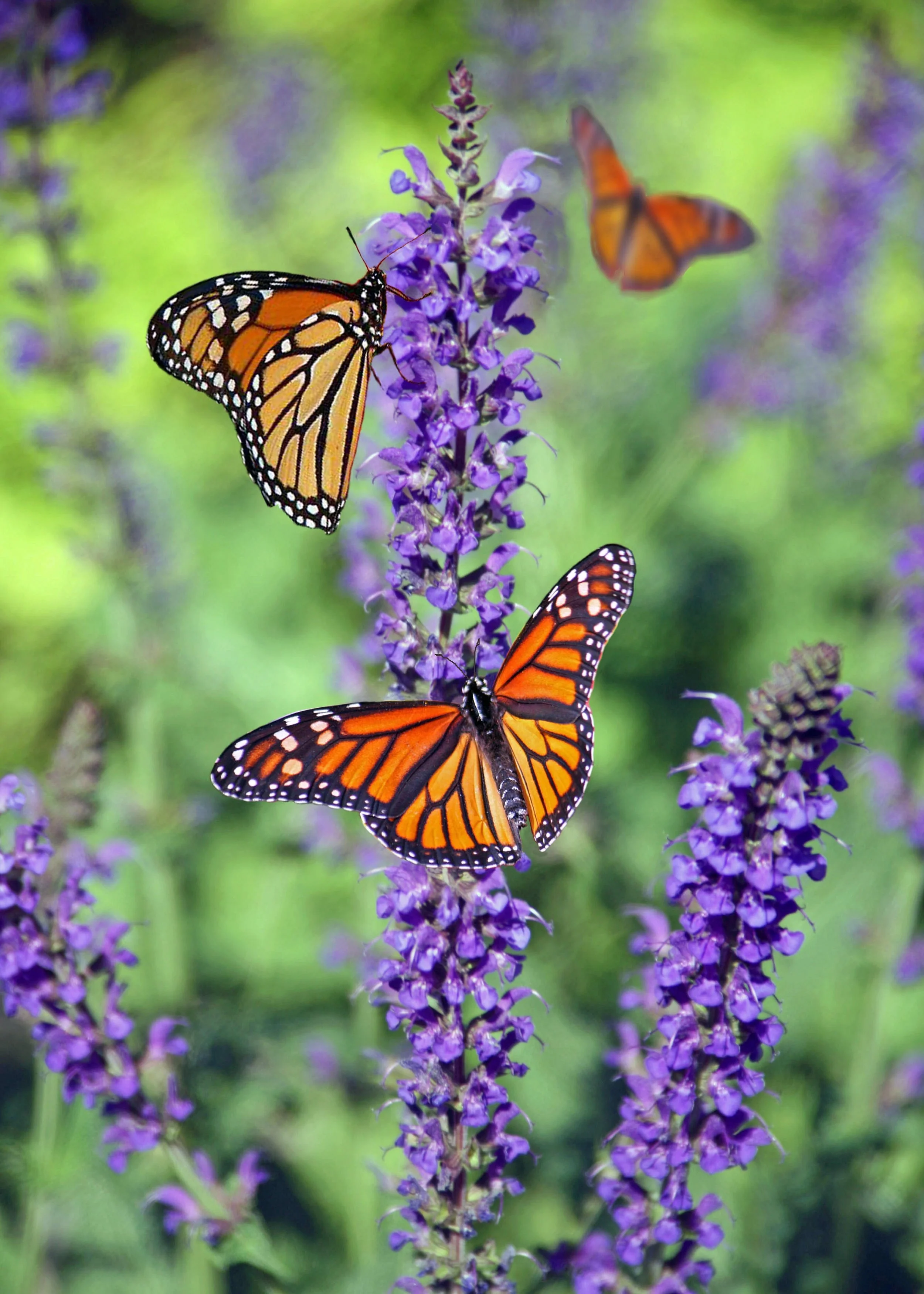 animal-beautiful-biology-675313.jpg
