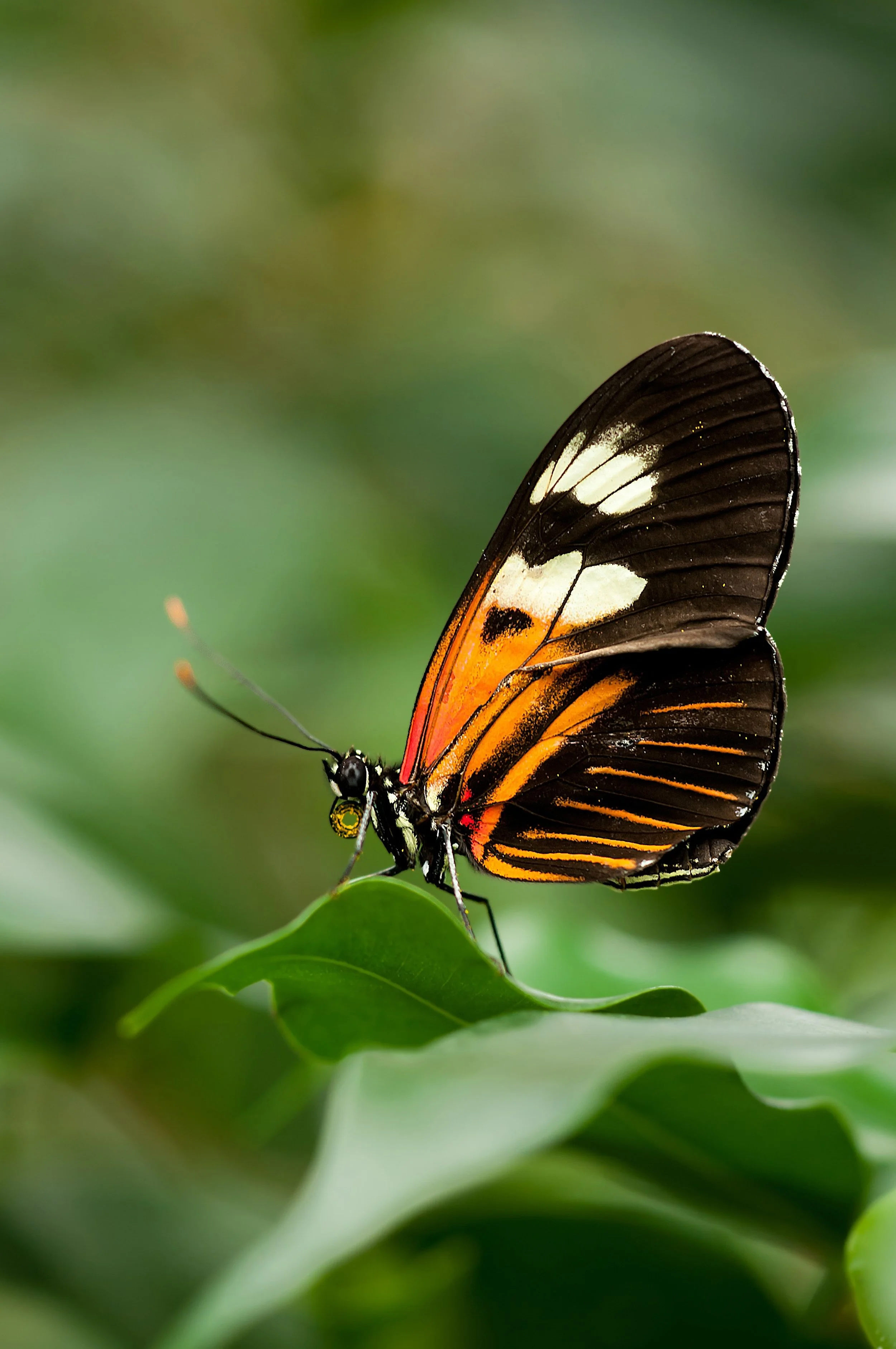 butterfly-heliconius-insect-62613.jpg