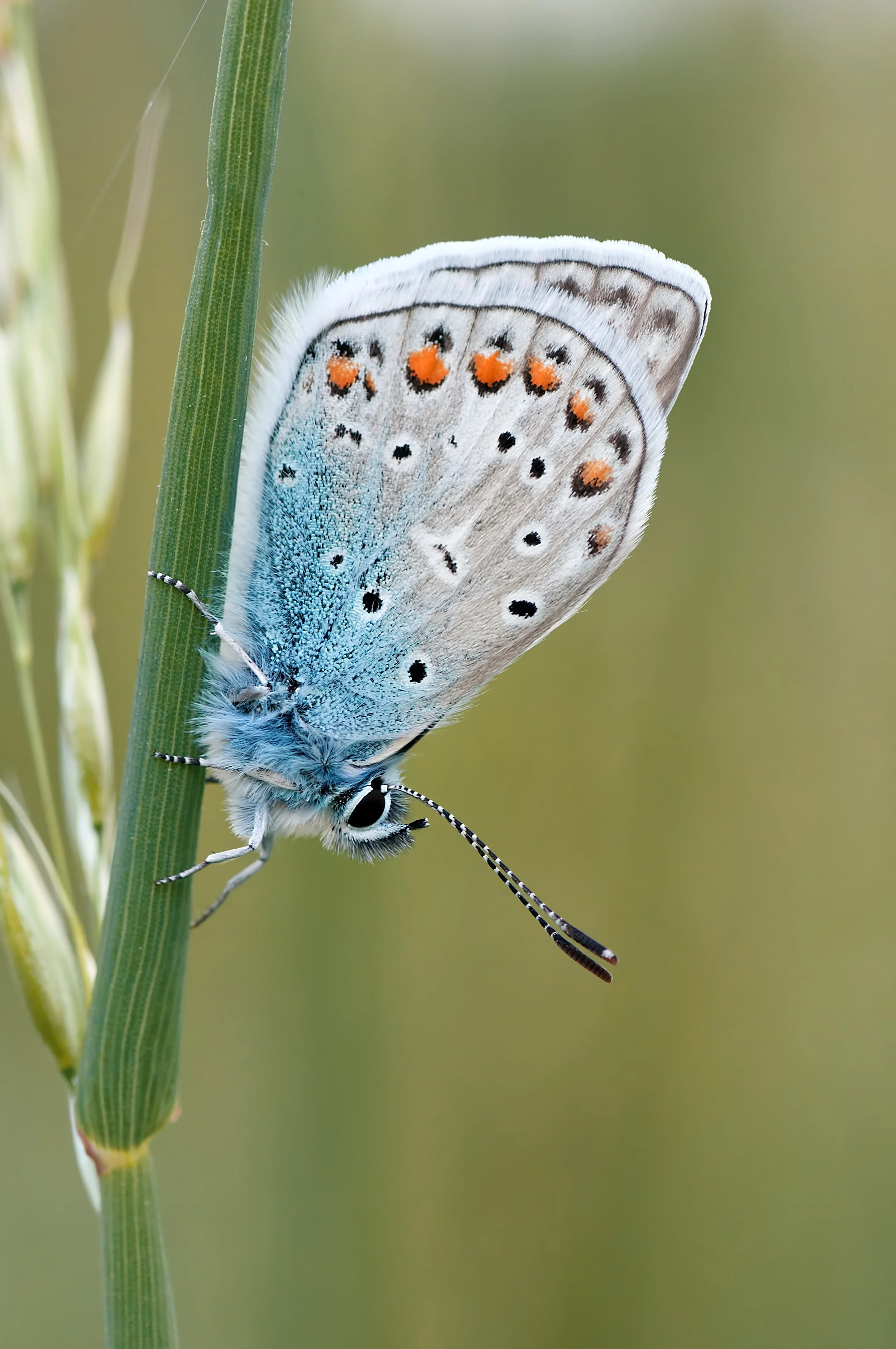 butterfly-close-up-insect-71107.jpg