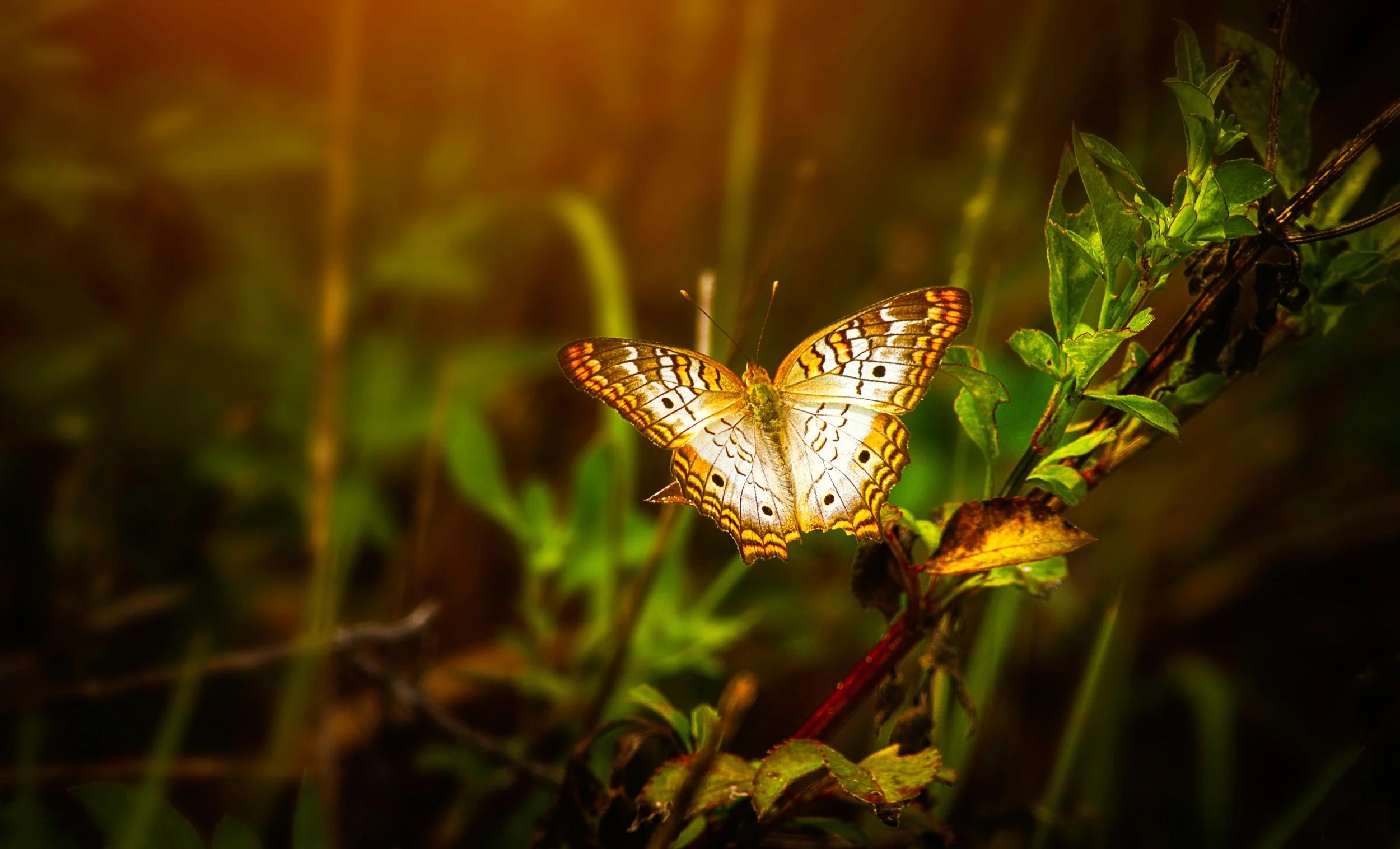 animal-animal-photography-beautiful-1494586.jpg