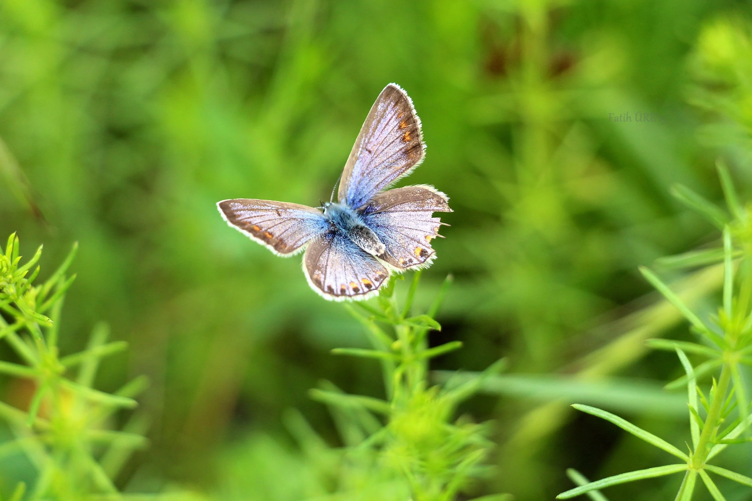 butterfly-close-up-daylight-34290.jpg