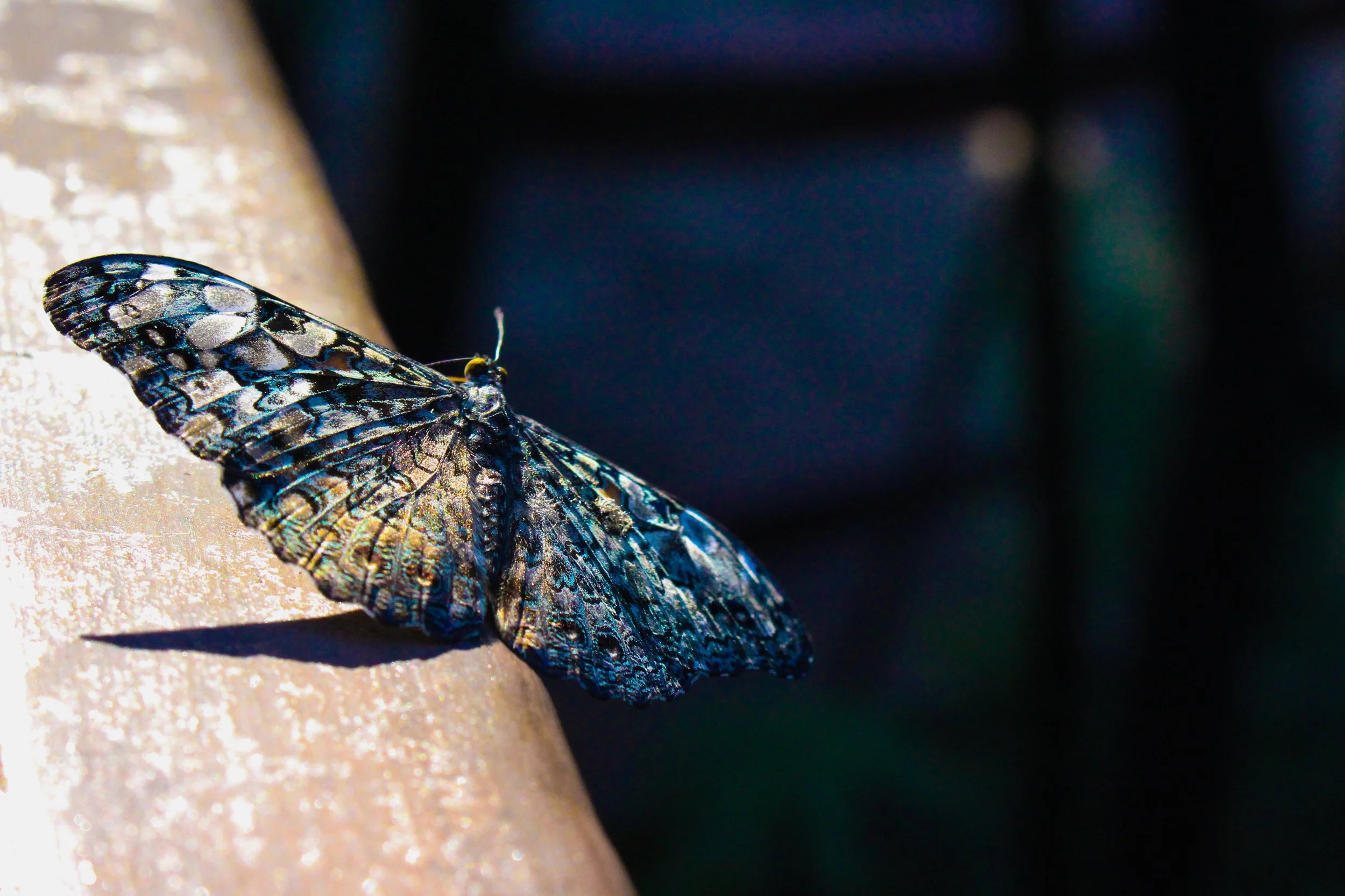 animal-biology-blurred-background-1212755.jpg