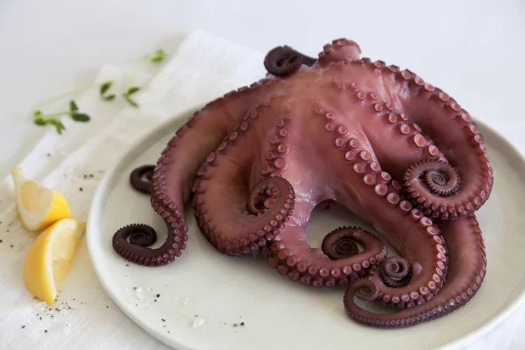 Octopus+whole.jpg