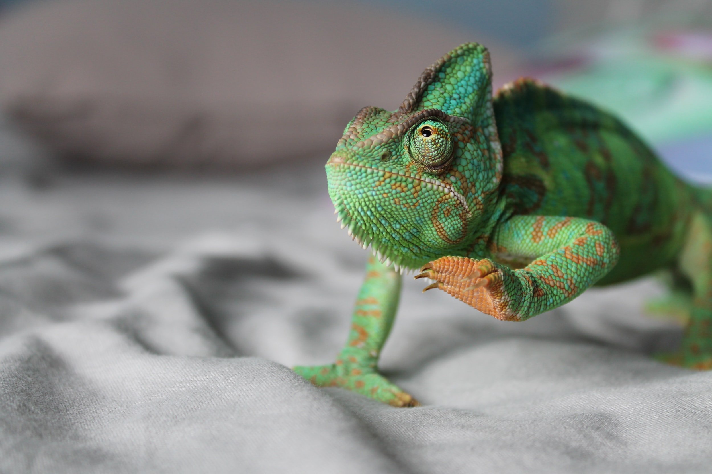 The chameleon