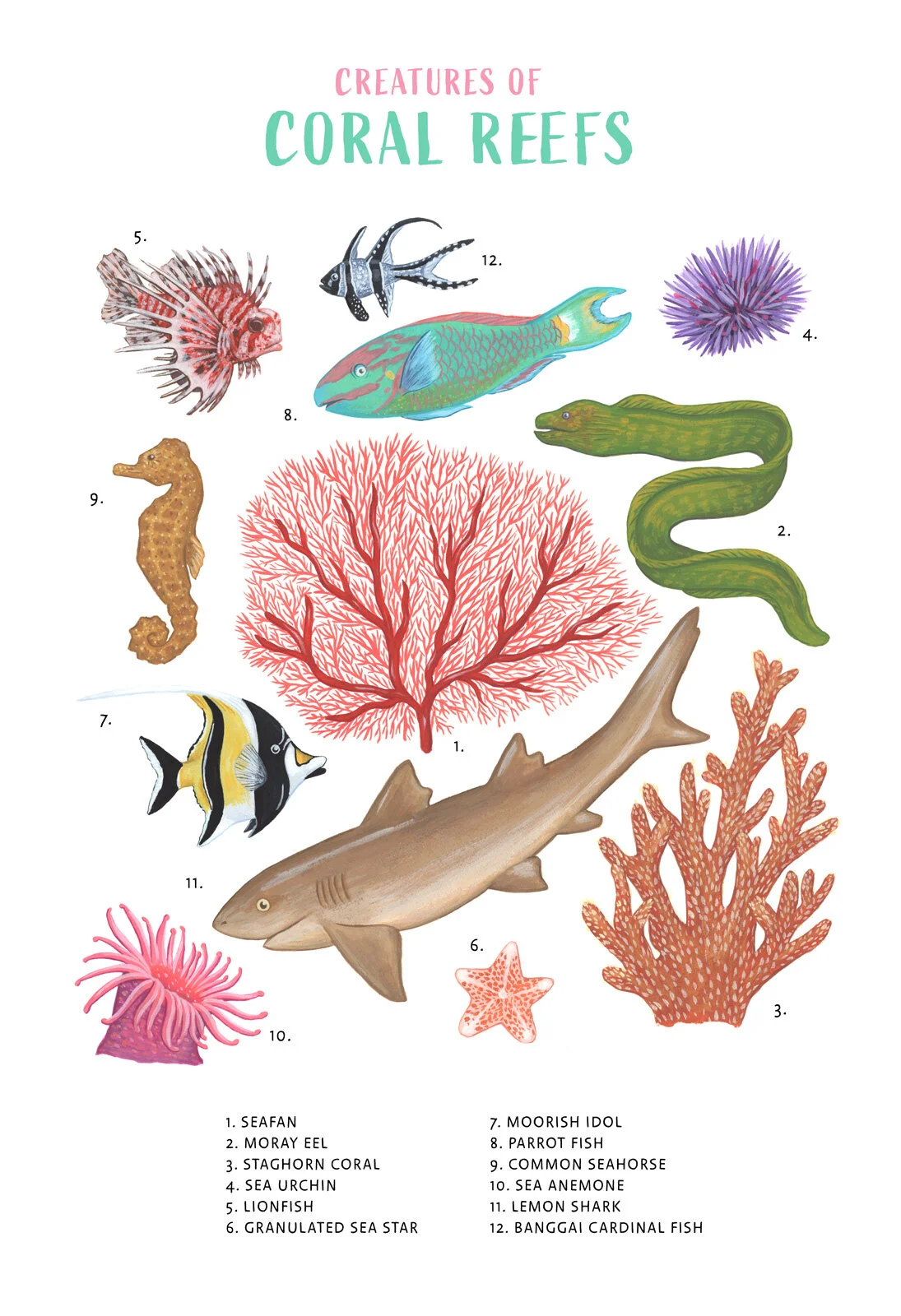 KR-0068-Coral-Reef-fish-taxonomy-science-nature-animals.jpg