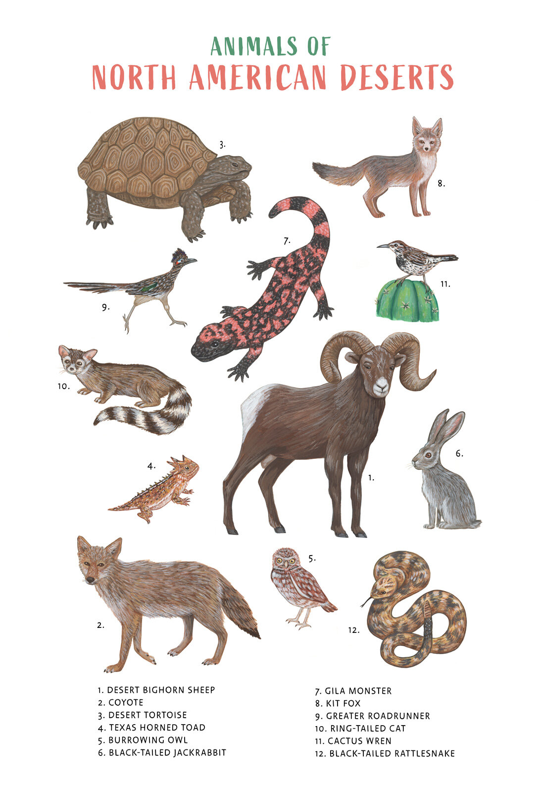 KR-0069-north-american-Deserts-taxonomy-science-animals-nature.jpg